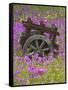 Wooden Cart in Field of Phlox, Blue Bonnets, and Oak Trees, Near Devine, Texas, USA-Darrell Gulin-Framed Stretched Canvas