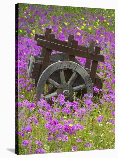 Wooden Cart in Field of Phlox, Blue Bonnets, and Oak Trees, Near Devine, Texas, USA-Darrell Gulin-Stretched Canvas