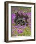 Wooden Cart in Field of Phlox, Blue Bonnets, and Oak Trees, Near Devine, Texas, USA-Darrell Gulin-Framed Photographic Print