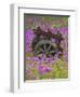 Wooden Cart in Field of Phlox, Blue Bonnets, and Oak Trees, Near Devine, Texas, USA-Darrell Gulin-Framed Photographic Print