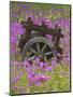 Wooden Cart in Field of Phlox, Blue Bonnets, and Oak Trees, Near Devine, Texas, USA-Darrell Gulin-Mounted Photographic Print