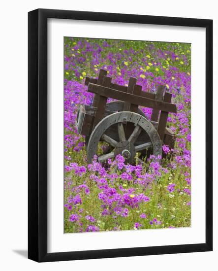 Wooden Cart in Field of Phlox, Blue Bonnets, and Oak Trees, Near Devine, Texas, USA-Darrell Gulin-Framed Photographic Print