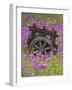 Wooden Cart in Field of Phlox, Blue Bonnets, and Oak Trees, Near Devine, Texas, USA-Darrell Gulin-Framed Photographic Print