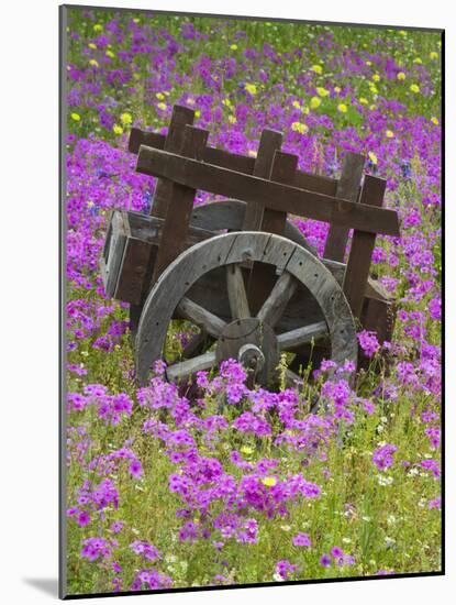 Wooden Cart in Field of Phlox, Blue Bonnets, and Oak Trees, Near Devine, Texas, USA-Darrell Gulin-Mounted Photographic Print