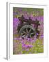 Wooden Cart in Field of Phlox, Blue Bonnets, and Oak Trees, Near Devine, Texas, USA-Darrell Gulin-Framed Photographic Print