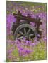 Wooden Cart in Field of Phlox, Blue Bonnets, and Oak Trees, Near Devine, Texas, USA-Darrell Gulin-Mounted Photographic Print