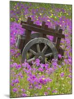 Wooden Cart in Field of Phlox, Blue Bonnets, and Oak Trees, Near Devine, Texas, USA-Darrell Gulin-Mounted Photographic Print