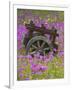 Wooden Cart in Field of Phlox, Blue Bonnets, and Oak Trees, Near Devine, Texas, USA-Darrell Gulin-Framed Photographic Print