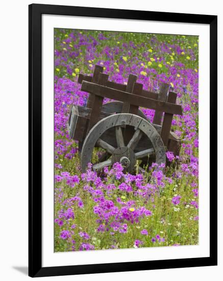 Wooden Cart in Field of Phlox, Blue Bonnets, and Oak Trees, Near Devine, Texas, USA-Darrell Gulin-Framed Photographic Print