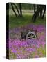 Wooden Cart in Field of Phlox, Blue Bonnets, and Oak Trees, Near Devine, Texas, USA-Darrell Gulin-Stretched Canvas