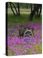 Wooden Cart in Field of Phlox, Blue Bonnets, and Oak Trees, Near Devine, Texas, USA-Darrell Gulin-Stretched Canvas