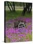 Wooden Cart in Field of Phlox, Blue Bonnets, and Oak Trees, Near Devine, Texas, USA-Darrell Gulin-Stretched Canvas