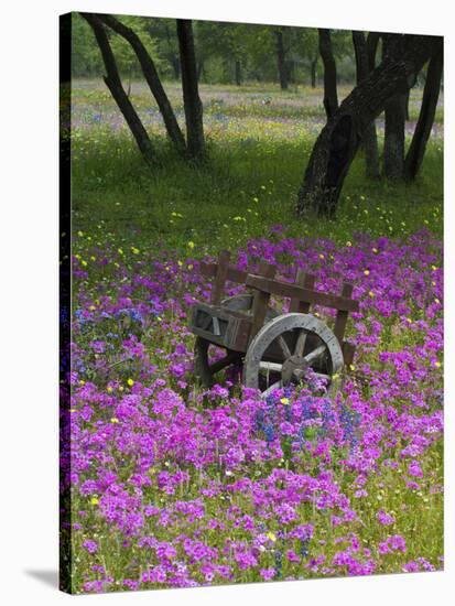 Wooden Cart in Field of Phlox, Blue Bonnets, and Oak Trees, Near Devine, Texas, USA-Darrell Gulin-Stretched Canvas