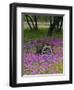 Wooden Cart in Field of Phlox, Blue Bonnets, and Oak Trees, Near Devine, Texas, USA-Darrell Gulin-Framed Premium Photographic Print