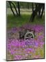 Wooden Cart in Field of Phlox, Blue Bonnets, and Oak Trees, Near Devine, Texas, USA-Darrell Gulin-Mounted Premium Photographic Print