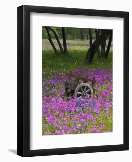 Wooden Cart in Field of Phlox, Blue Bonnets, and Oak Trees, Near Devine, Texas, USA-Darrell Gulin-Framed Photographic Print