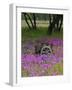 Wooden Cart in Field of Phlox, Blue Bonnets, and Oak Trees, Near Devine, Texas, USA-Darrell Gulin-Framed Photographic Print