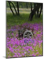 Wooden Cart in Field of Phlox, Blue Bonnets, and Oak Trees, Near Devine, Texas, USA-Darrell Gulin-Mounted Photographic Print