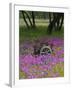 Wooden Cart in Field of Phlox, Blue Bonnets, and Oak Trees, Near Devine, Texas, USA-Darrell Gulin-Framed Photographic Print