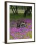 Wooden Cart in Field of Phlox, Blue Bonnets, and Oak Trees, Near Devine, Texas, USA-Darrell Gulin-Framed Photographic Print