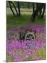 Wooden Cart in Field of Phlox, Blue Bonnets, and Oak Trees, Near Devine, Texas, USA-Darrell Gulin-Mounted Photographic Print