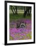 Wooden Cart in Field of Phlox, Blue Bonnets, and Oak Trees, Near Devine, Texas, USA-Darrell Gulin-Framed Photographic Print