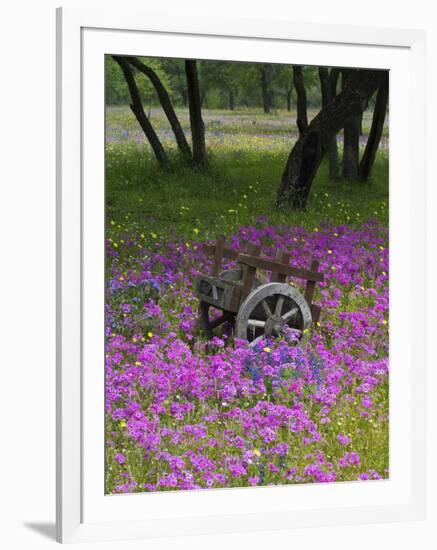 Wooden Cart in Field of Phlox, Blue Bonnets, and Oak Trees, Near Devine, Texas, USA-Darrell Gulin-Framed Photographic Print