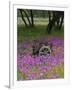 Wooden Cart in Field of Phlox, Blue Bonnets, and Oak Trees, Near Devine, Texas, USA-Darrell Gulin-Framed Photographic Print