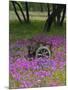 Wooden Cart in Field of Phlox, Blue Bonnets, and Oak Trees, Near Devine, Texas, USA-Darrell Gulin-Mounted Photographic Print