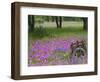 Wooden Cart in Field of Phlox, Blue Bonnets, and Oak Trees, Near Devine, Texas, USA-Darrell Gulin-Framed Photographic Print