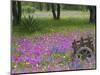 Wooden Cart in Field of Phlox, Blue Bonnets, and Oak Trees, Near Devine, Texas, USA-Darrell Gulin-Mounted Photographic Print