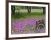 Wooden Cart in Field of Phlox, Blue Bonnets, and Oak Trees, Near Devine, Texas, USA-Darrell Gulin-Framed Photographic Print