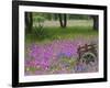 Wooden Cart in Field of Phlox, Blue Bonnets, and Oak Trees, Near Devine, Texas, USA-Darrell Gulin-Framed Photographic Print