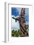 Wooden carvings on the Monument des Dix-Neuf (Monument of 19), Ouvea, Loyalty Islands, New Caledoni-Michael Runkel-Framed Photographic Print