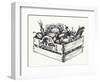 Wooden Crate Full of Organic Food Isolated, Farm Organic Vegetables, Organic Word Written in the Wo-Danussa-Framed Art Print