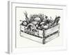 Wooden Crate Full of Organic Food Isolated, Farm Organic Vegetables, Organic Word Written in the Wo-Danussa-Framed Art Print