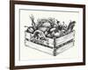 Wooden Crate Full of Organic Food Isolated, Farm Organic Vegetables, Organic Word Written in the Wo-Danussa-Framed Art Print