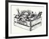 Wooden Crate Full of Organic Food Isolated, Farm Organic Vegetables, Organic Word Written in the Wo-Danussa-Framed Art Print