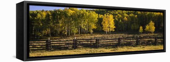 Wooden Fence and Aspen Trees in a Field, Telluride, San Miguel County, Colorado, USA-null-Framed Stretched Canvas