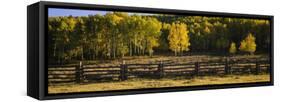 Wooden Fence and Aspen Trees in a Field, Telluride, San Miguel County, Colorado, USA-null-Framed Stretched Canvas