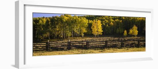 Wooden Fence and Aspen Trees in a Field, Telluride, San Miguel County, Colorado, USA-null-Framed Photographic Print