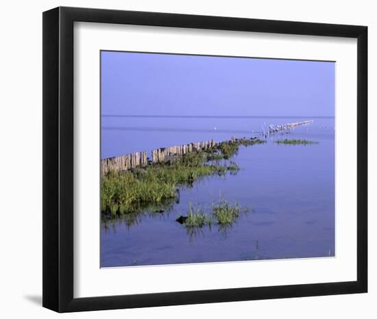 Wooden Groyne near Morsum cliff, Sylt, Schleswig-Holstein, Germany-null-Framed Art Print