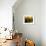 Wooden Kegs for Ageing Wine in Cellar of Pavel Soldan in Village of Modra, Slovakia-Richard Nebesky-Framed Photographic Print displayed on a wall