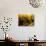 Wooden Kegs for Ageing Wine in Cellar of Pavel Soldan in Village of Modra, Slovakia-Richard Nebesky-Photographic Print displayed on a wall