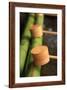 Wooden Ladles at the Entrance to the Kasuga-Taisha Shrine in Nara, Japan-Paul Dymond-Framed Photographic Print