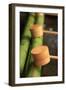 Wooden Ladles at the Entrance to the Kasuga-Taisha Shrine in Nara, Japan-Paul Dymond-Framed Photographic Print