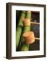 Wooden Ladles at the Entrance to the Kasuga-Taisha Shrine in Nara, Japan-Paul Dymond-Framed Photographic Print