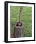 Wooden Mortar and Pestle for Grinding Corn, Chucalissa Native American Village, Memphis, Tennessee-null-Framed Photographic Print