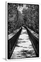 Wooden Path in the middle of a Forest in Florida-Philippe Hugonnard-Stretched Canvas