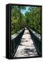 Wooden Path in the middle of a Forest in Florida-Philippe Hugonnard-Framed Stretched Canvas